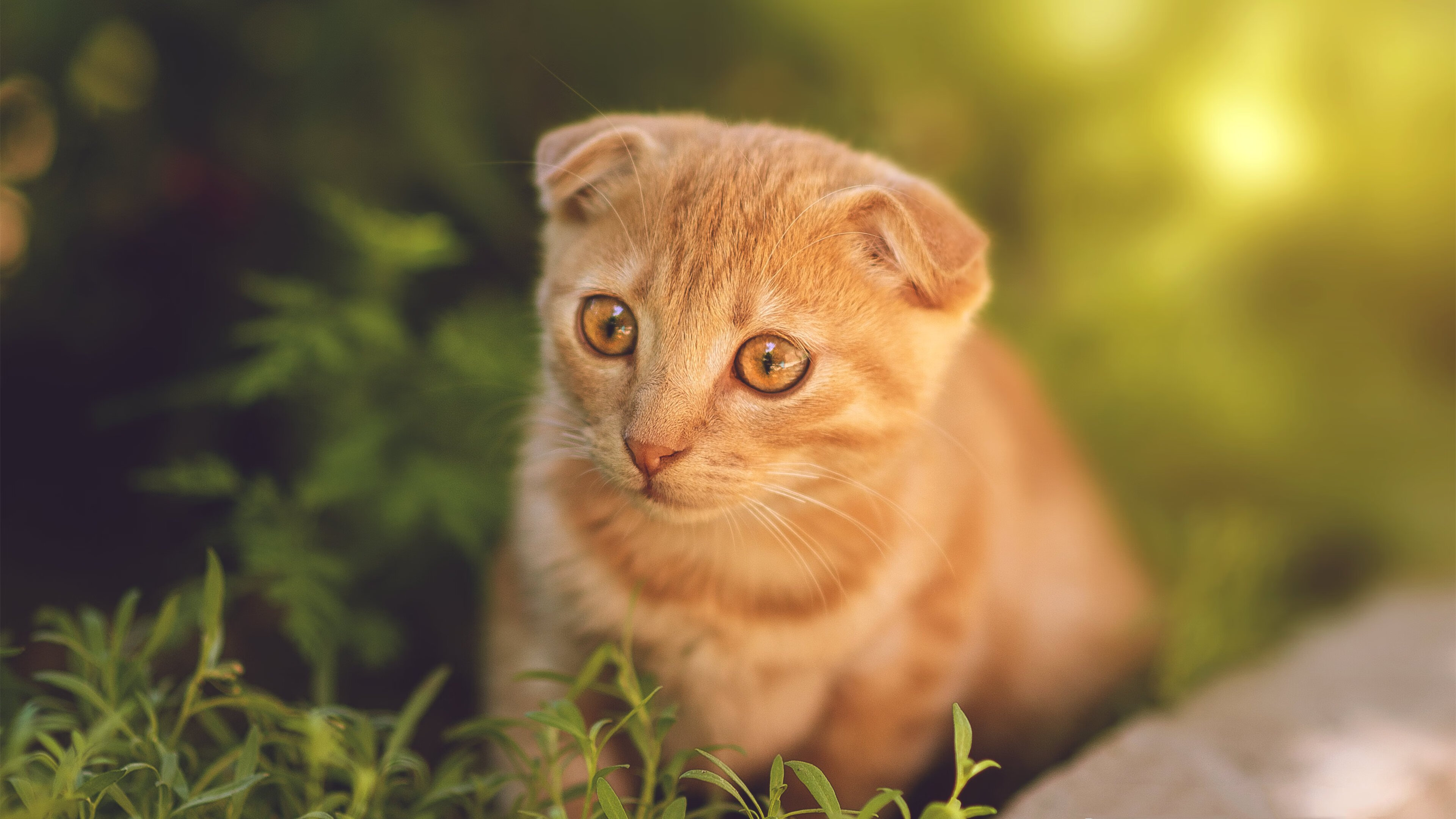 华体会网址-中国青少年篮球课程体系建设与教学质量提升，中国青少年篮球培训大纲