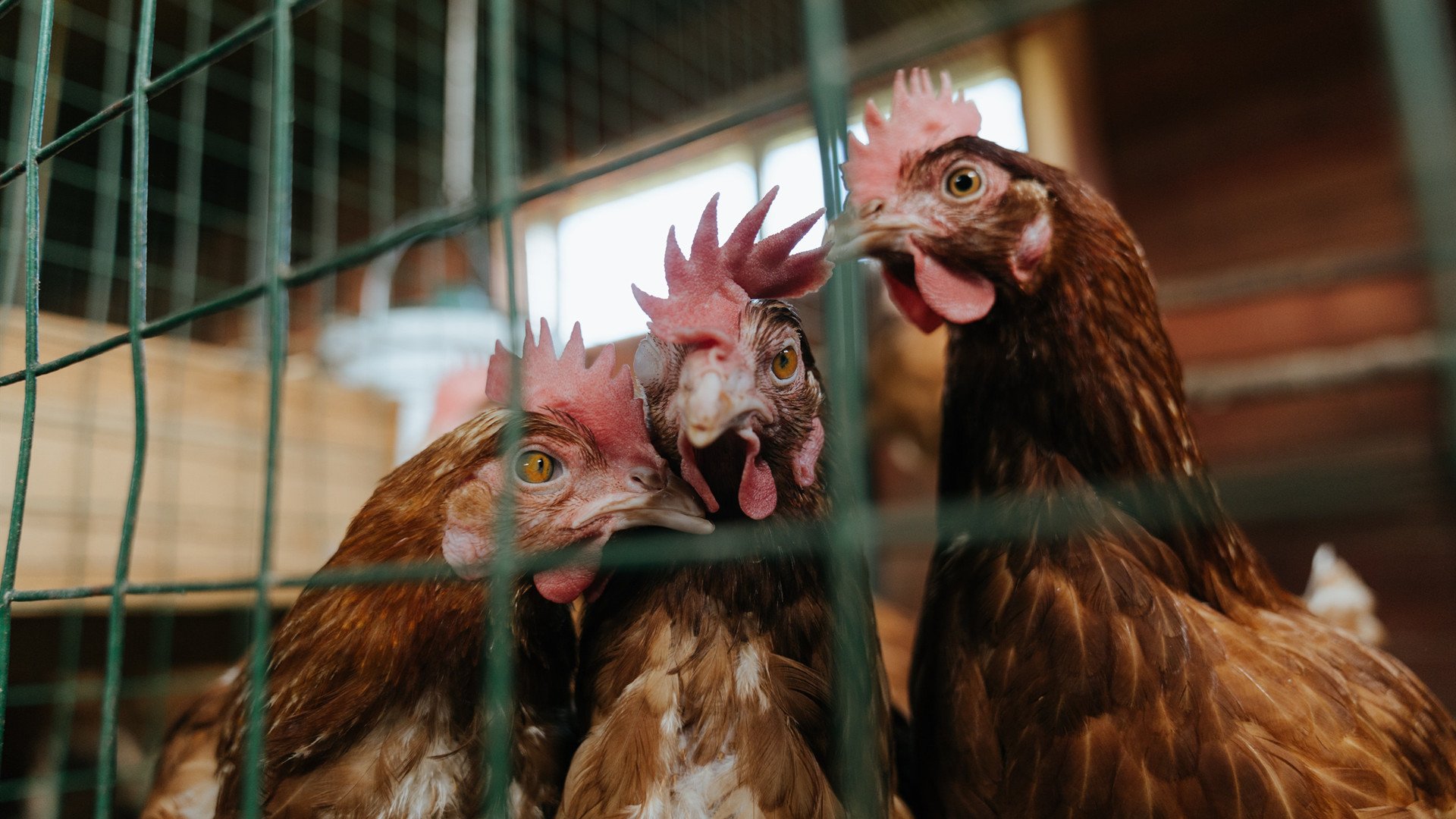 华体会app下载-篮球运动员专项技能训练个性化方案设计,篮球职业球员训练计划 第6张 华体会app下载-篮球运动员专项技能训练个性化方案设计,篮球职业球员训练计划 第6张