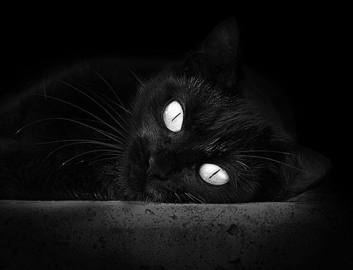 华体会登录-赛事服务智能客服系统构建与用户反馈分析,赛事服务队是干什么的 第1张 华体会登录-赛事服务智能客服系统构建与用户反馈分析,赛事服务队是干什么的 第1张