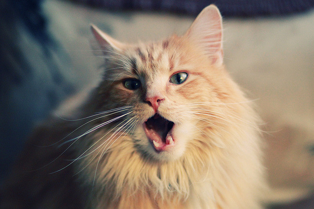 华体会网站-东契奇的魔术一人掌控比赛节奏，东契奇经典动作