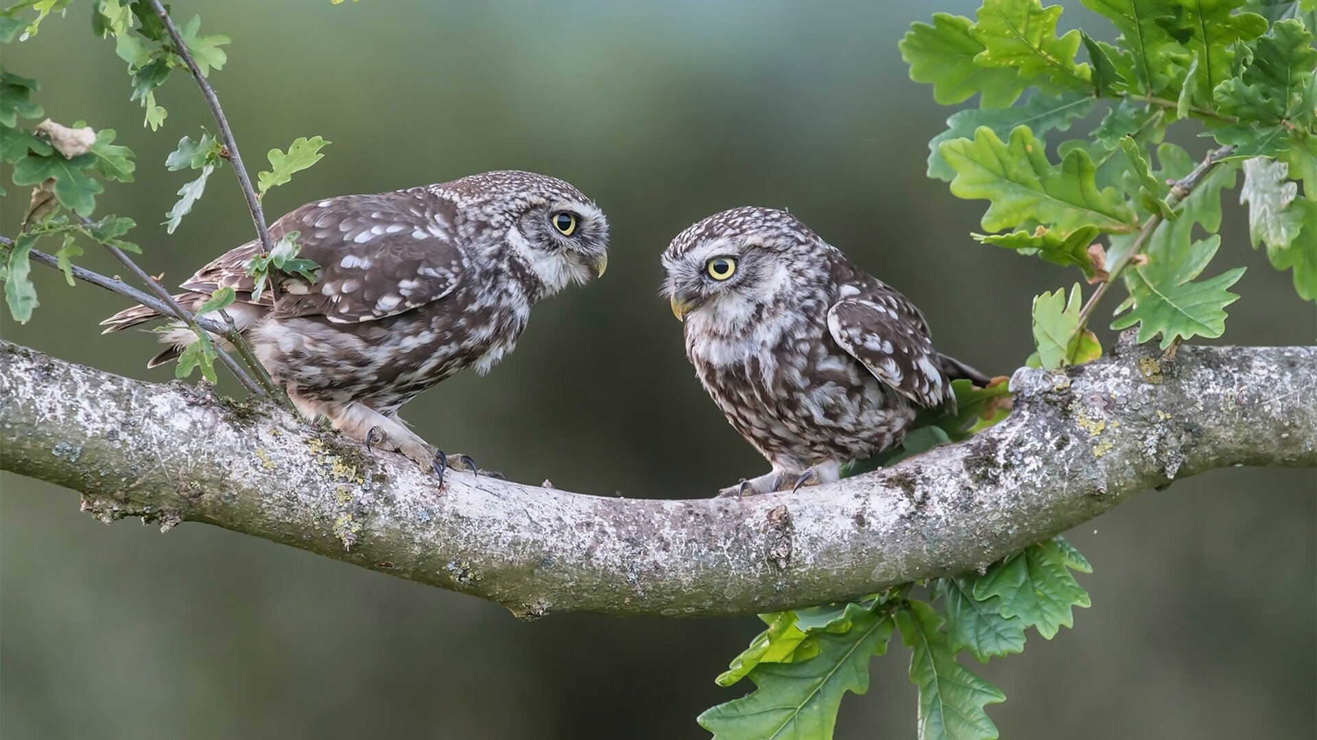 华体会登陆-从基础到顶尖：澳大利亚队未来如何培养世界级球员，澳大利亚知名球员