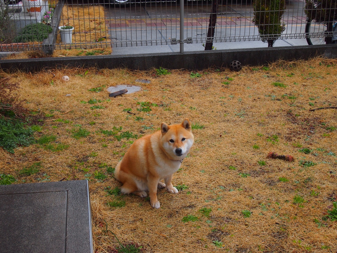 华体会登录-“南非羚羊队的未来希望：诺克·达维德·彼得森的飞速成长”