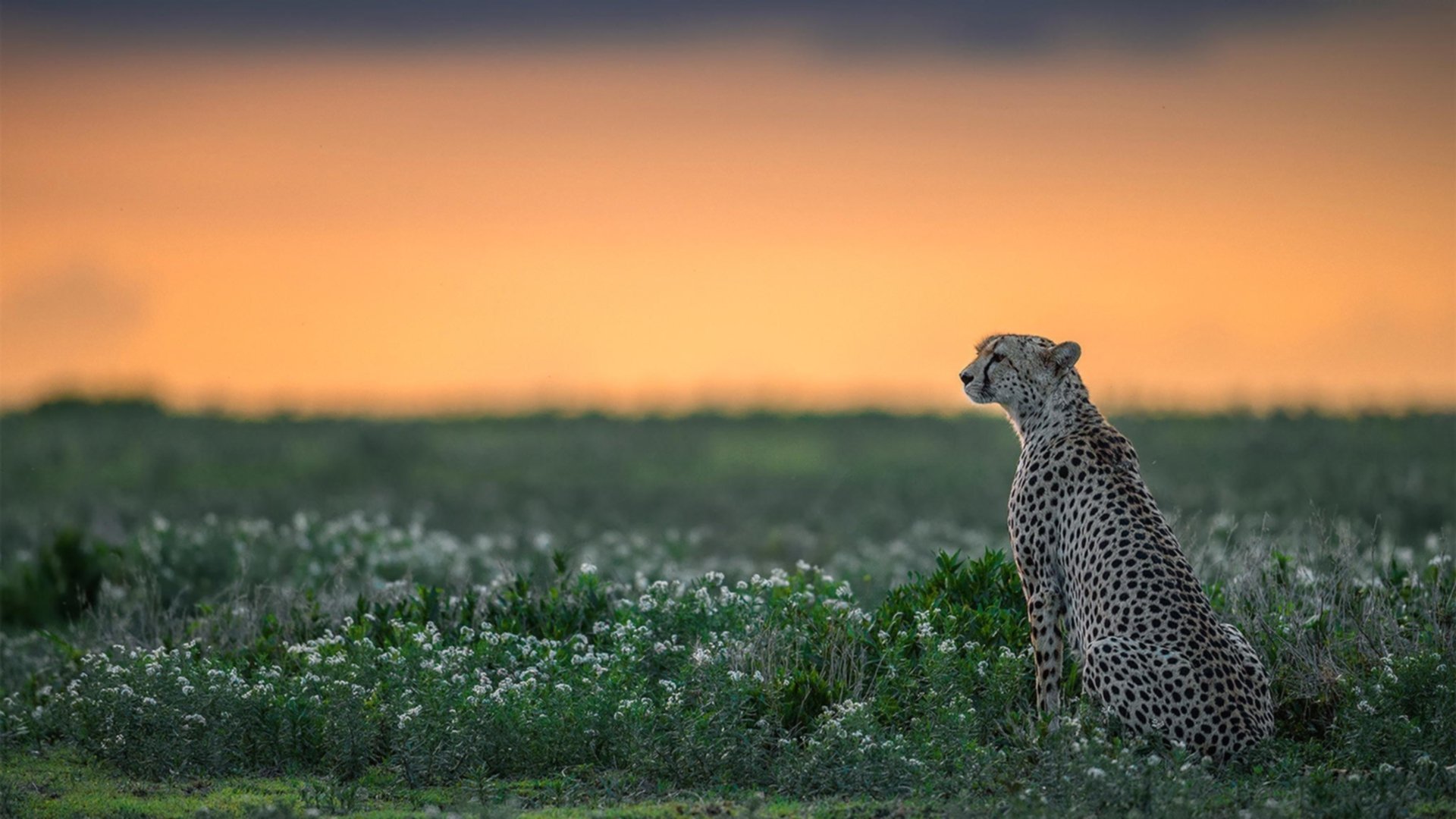 华体会在线登录-中小学篮球注重培养运动兴趣促进健康生活方式,如何培养小学生篮球兴趣