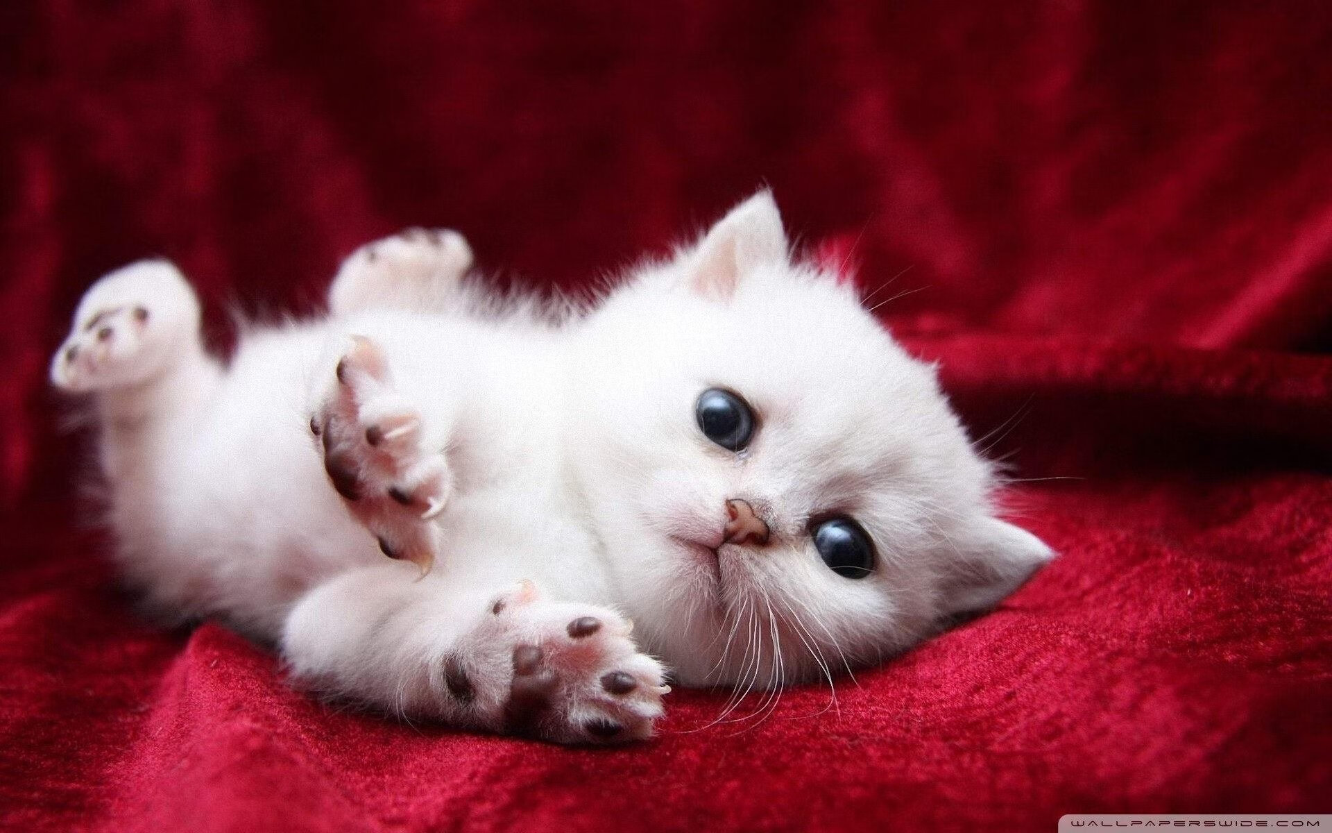 华体会登录-利物浦在欧冠中奋勇前行,志在夺冠