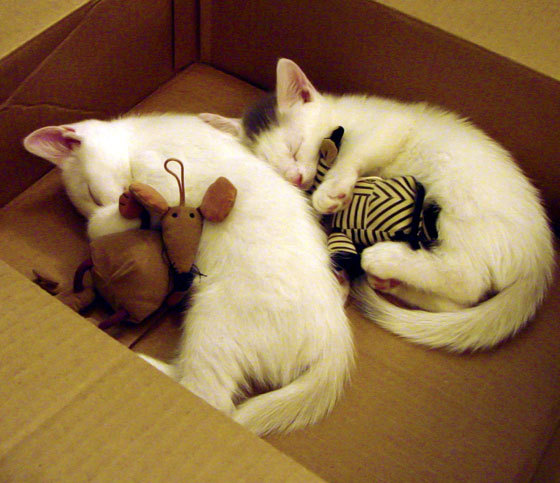 华体会-女子项目关注度上升推动性别平等话题升温