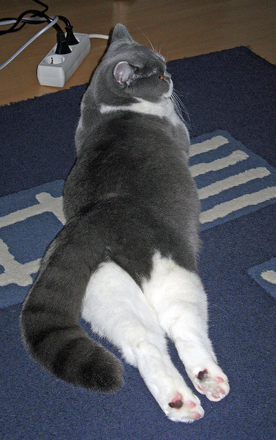 华体会app安装-德甲的最新裁判技术引入,德甲锦集