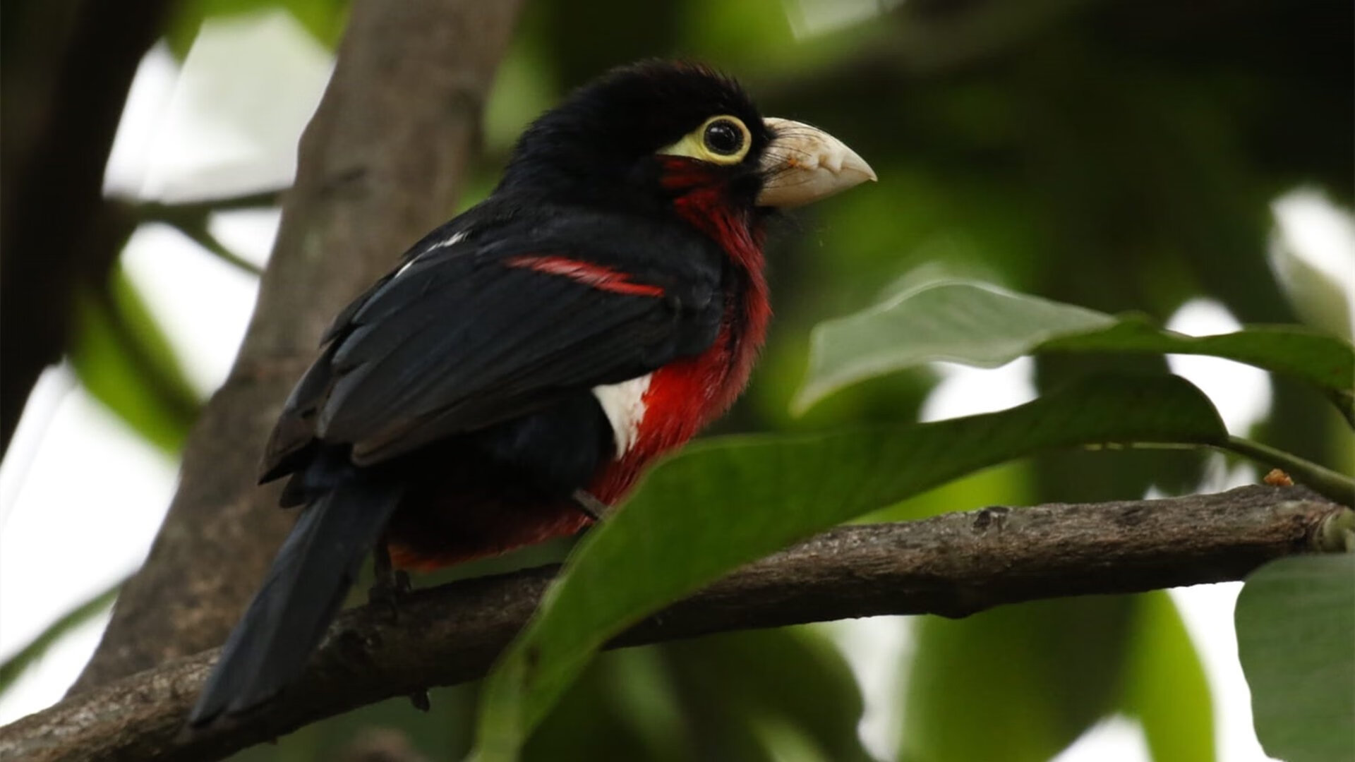 华体会app安装-法甲联赛的智能场馆建设,法甲新球场