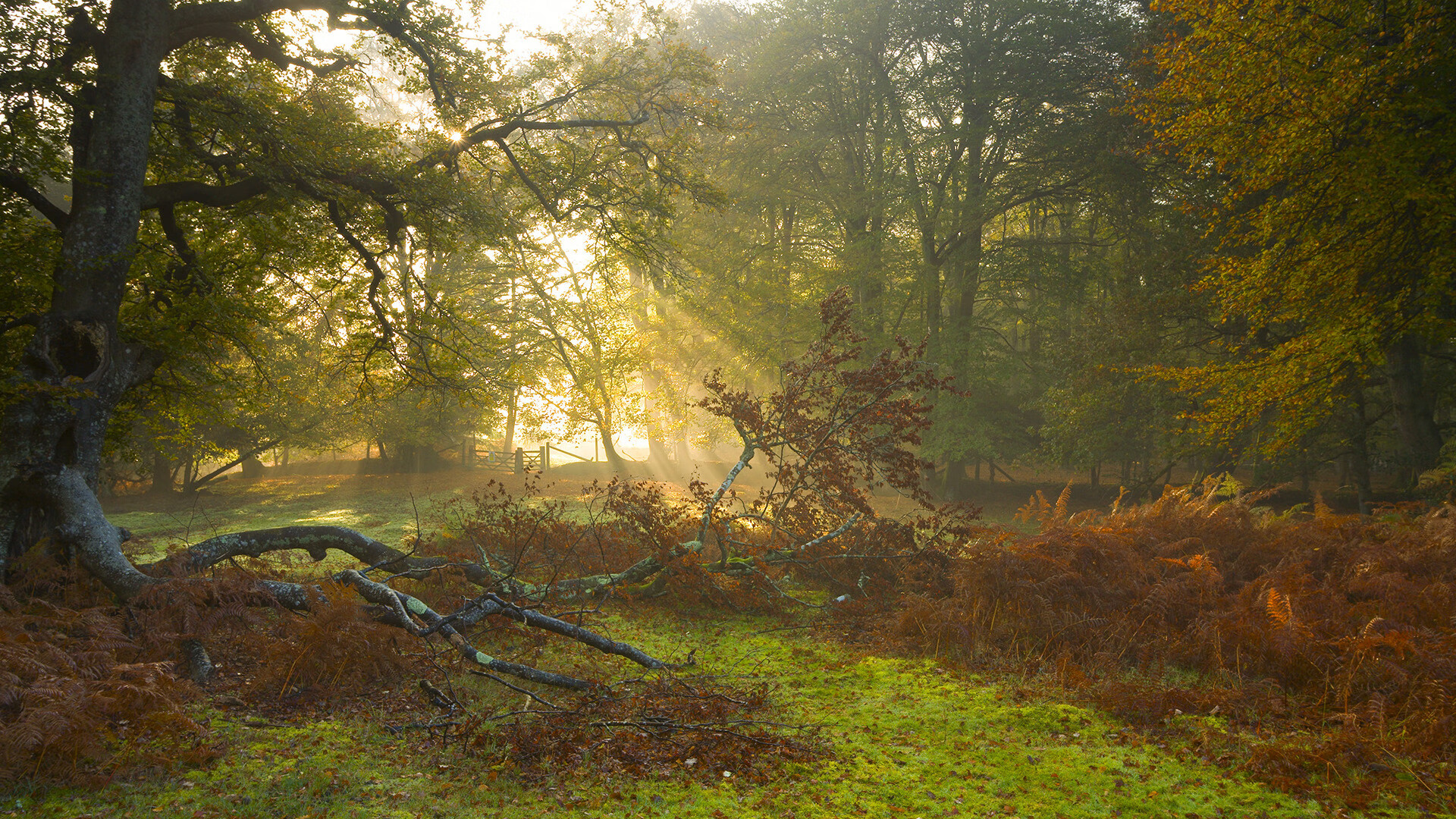 华体会官网-瑞·弗兰:每次进攻中的“核心传球者”,总能在关键时刻找到队友