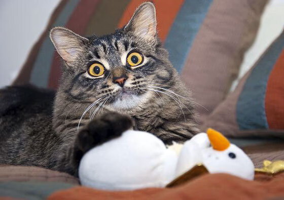 华体会app登入-英格兰男队的战术创新与传统优势对比，英格兰队风格打法